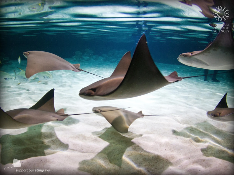 Stingrays Live - عکس برنامه موبایلی اندروید