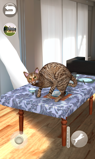 Talking Somali Cat - Gameplay image of android game