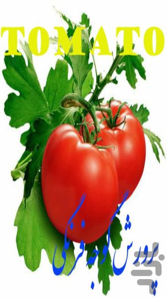 پرورش گوجه فرنگی - عکس برنامه موبایلی اندروید