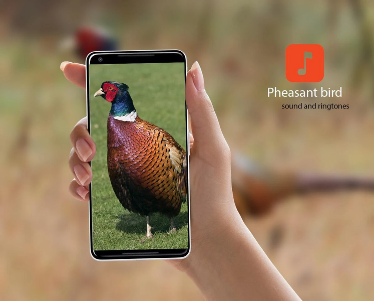 Pheasant bird sounds - عکس برنامه موبایلی اندروید