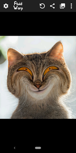 Download Cat Face Warp Meme Faces Funny Picture