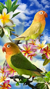 Birds Live Wallpaper Free for Android - Download | Cafe Bazaar Birds Live Wallpaper Free for Android - Download | Cafe Bazaar