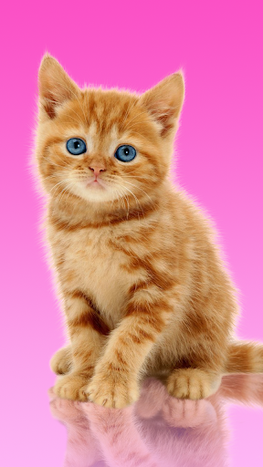 Sweet Cat. Dress Up Wallpaper - عکس برنامه موبایلی اندروید