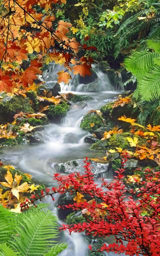 Forest, waterfall, lake - Image screenshot of android app