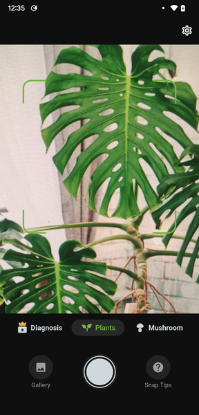 Plant Identify Scanner - Image screenshot of android app