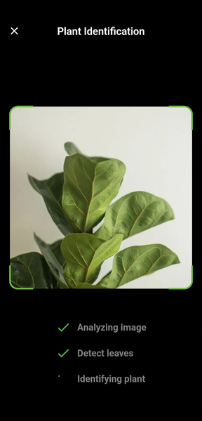 Plant Identify Scanner - Image screenshot of android app