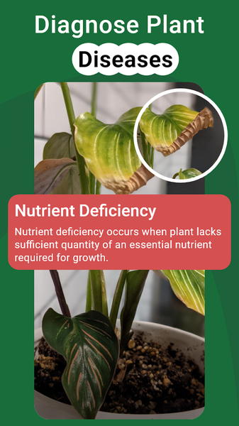 PlantGro: AI Plant Identifier - Image screenshot of android app