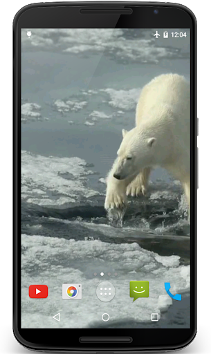 Polar Bear Video Wallpaper - عکس برنامه موبایلی اندروید