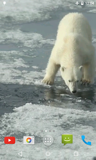 Polar Bear Video Wallpaper - عکس برنامه موبایلی اندروید