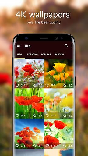 Poppy Wallpapers 4K - Image screenshot of android app