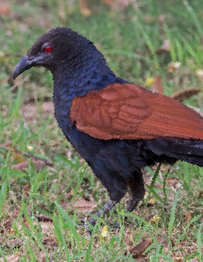 Coucal Sounds - عکس برنامه موبایلی اندروید