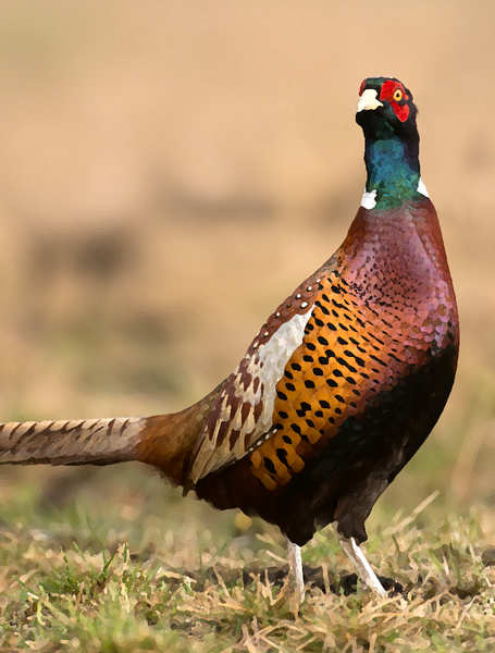 Pheasant sounds - Image screenshot of android app