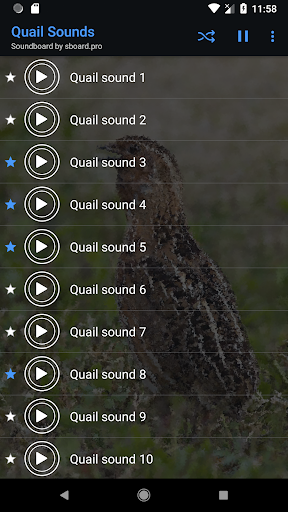 Quail Sounds - Image screenshot of android app