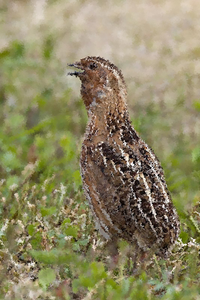 Quail Sounds - عکس برنامه موبایلی اندروید