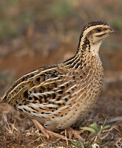 Rain quail bird Sounds - عکس برنامه موبایلی اندروید