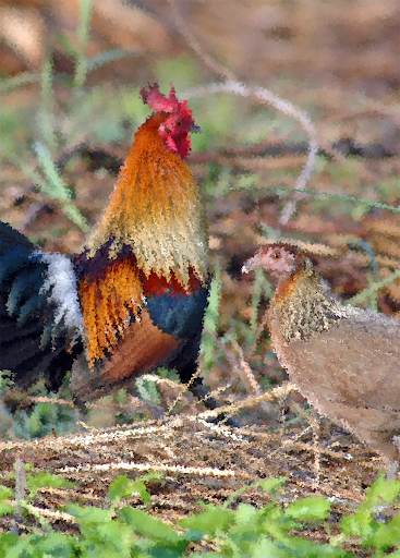 Red junglefowl Sounds & Calls - عکس برنامه موبایلی اندروید