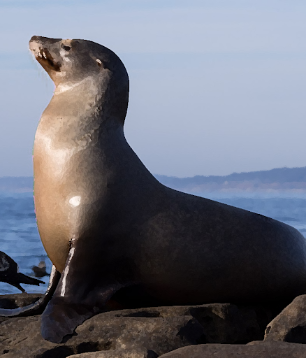 Sea lion sounds - عکس برنامه موبایلی اندروید