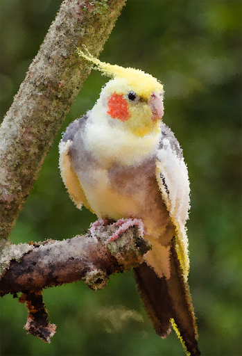 Cockatiel Sounds - عکس برنامه موبایلی اندروید