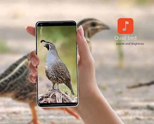 Quail bird calls - عکس برنامه موبایلی اندروید