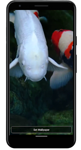 Real pond with Koi - Image screenshot of android app