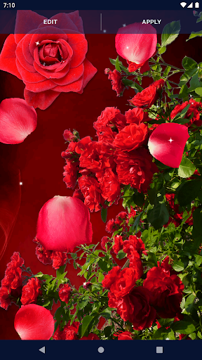 ۳D Red Rose Live HD Wallpaper - عکس برنامه موبایلی اندروید