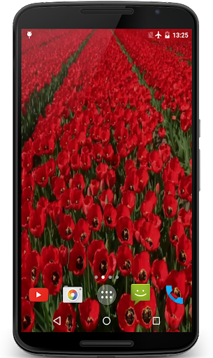 Red Tulips Live Wallpaper - عکس برنامه موبایلی اندروید