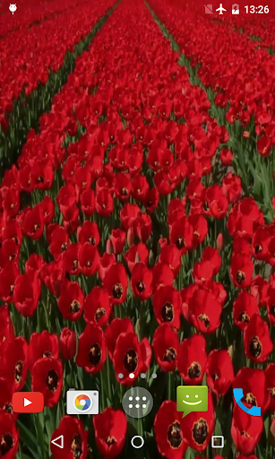 Red Tulips Live Wallpaper - عکس برنامه موبایلی اندروید