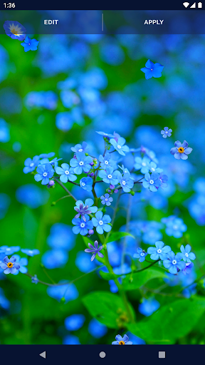Blue Flowers Live Wallpaper - عکس برنامه موبایلی اندروید