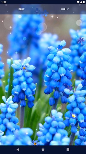 Blue Flowers Live Wallpaper - عکس برنامه موبایلی اندروید