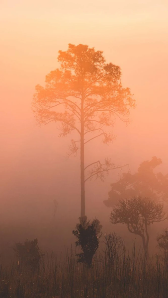 Nature HD Wallpapers - Image screenshot of android app