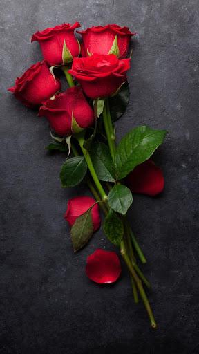 Rose HD Wallpapers - عکس برنامه موبایلی اندروید
