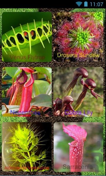 Carnivorous plants - Image screenshot of android app