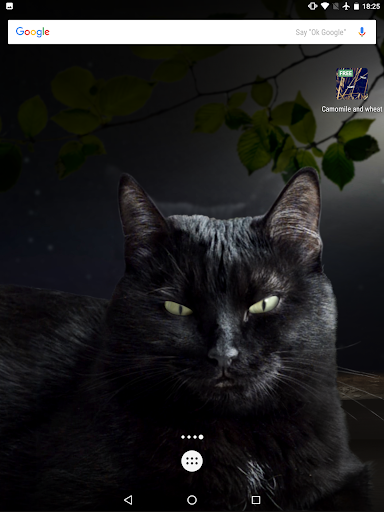 Cute Black Cat Live Wallpaper - عکس برنامه موبایلی اندروید