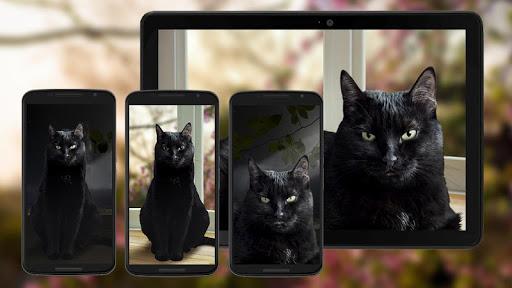 Cute Black Cat Live Wallpaper - Image screenshot of android app