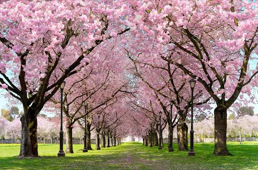 Spring Cherry Blossom Live Wallpaper FREE - Image screenshot of android app