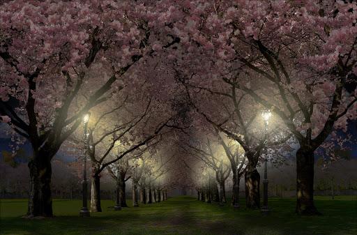 Spring Cherry Blossom Live Wallpaper FREE - Image screenshot of android app