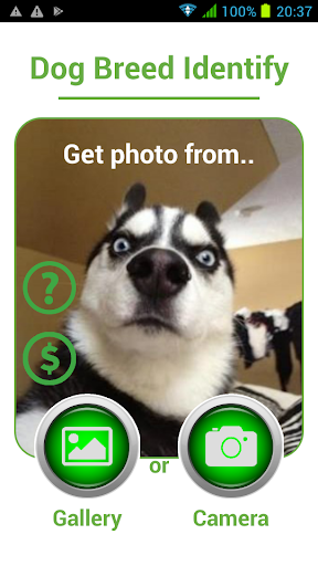Dog Breed Auto Identify Photo - عکس برنامه موبایلی اندروید