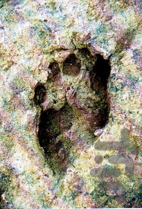 Treasure symptoms 1 - Image screenshot of android app