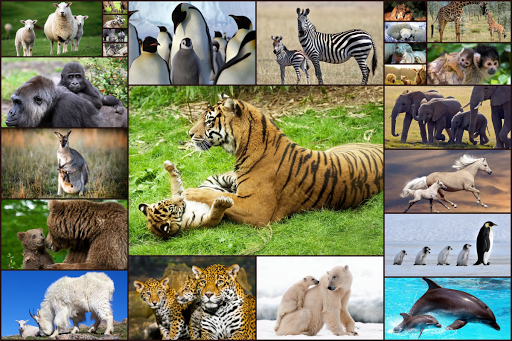 Baby Animal Jigsaw Puzzles - عکس بازی موبایلی اندروید