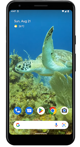 Sea Turtle. Live wallpaper. - Image screenshot of android app