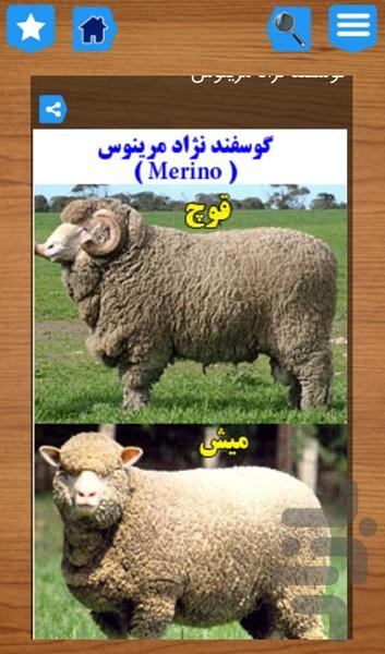 گوسفند و بز(بیماریها،پرورش )رایگان - عکس برنامه موبایلی اندروید