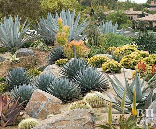 Cactus Garden - عکس برنامه موبایلی اندروید