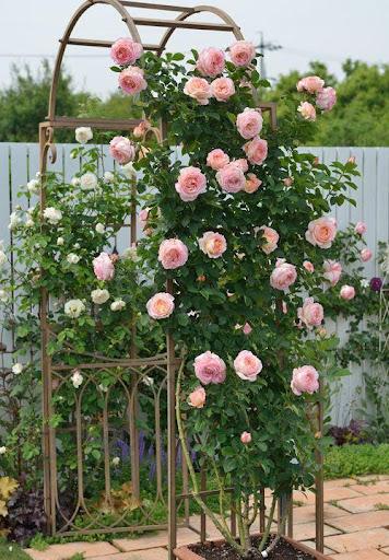 Rose Garden - عکس برنامه موبایلی اندروید