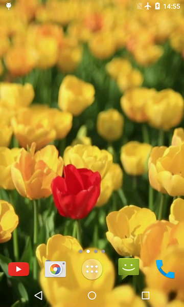 Tulips Video Live Wallpaper - عکس برنامه موبایلی اندروید