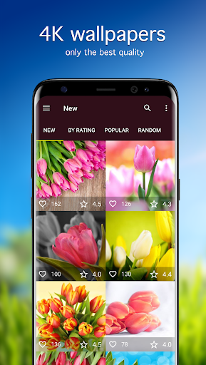 Tulip Wallpapers 4K - Image screenshot of android app