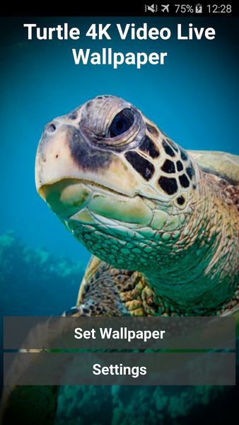 Turtle 4K Video Live Wallpaper - Image screenshot of android app