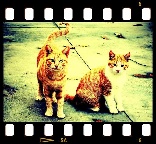 Vignette • Photo effects - Image screenshot of android app