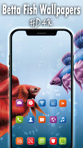 Betta Fish Wallpapers HD 4K Betta Fish Wallpapers - Image screenshot of android app