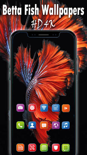 Betta Fish Wallpapers HD 4K Betta Fish Wallpapers - Image screenshot of android app