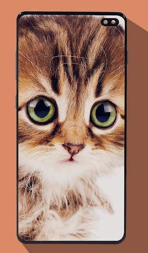 Cute Cat Wallpapers - Image screenshot of android app